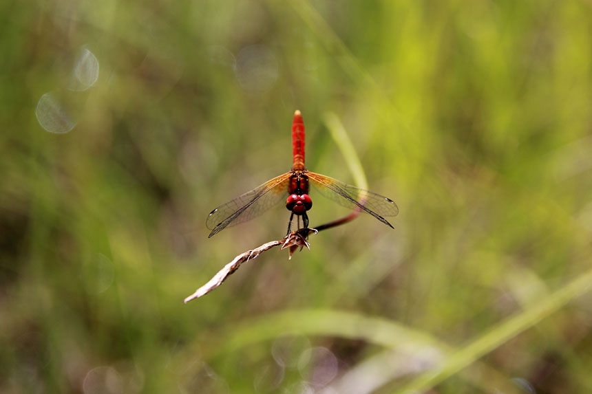 IMG_8618hacchotombo