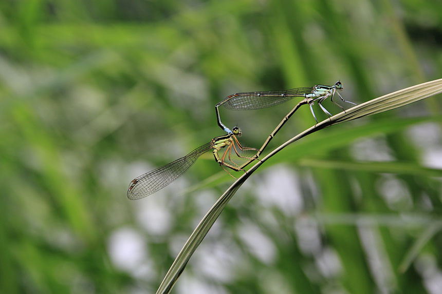 IMG_9870monosasitombo
