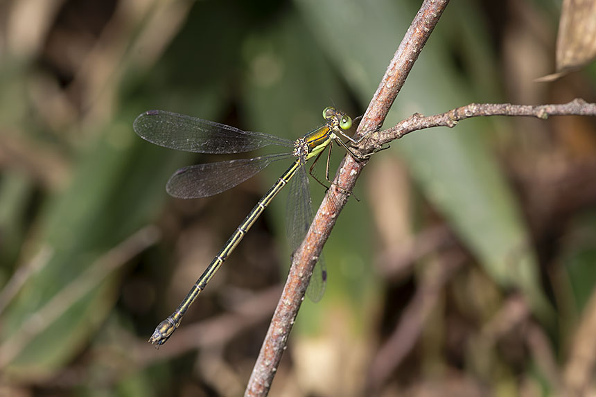 IMG_5319NRooaoitotombo