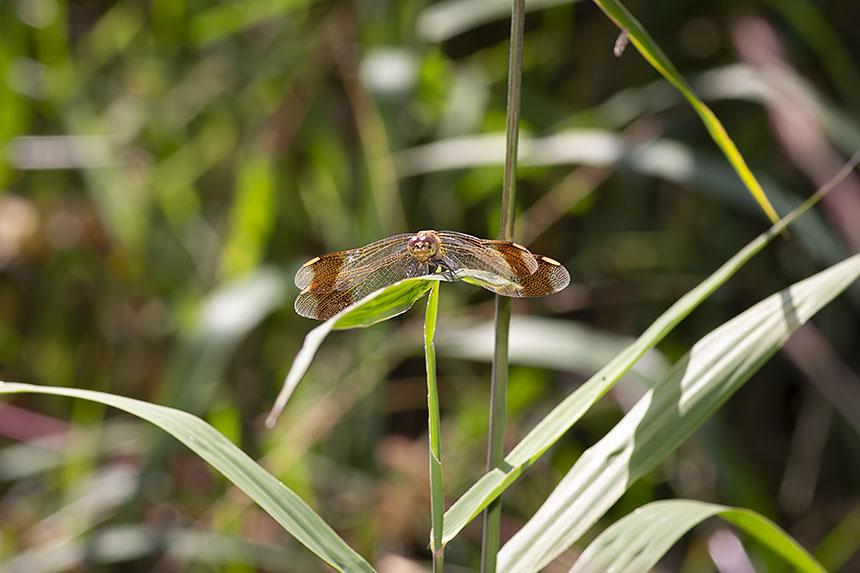 IMG_5925NRmiyamaakane