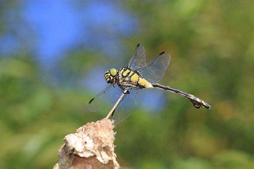 IMG_1324uchiwayanma