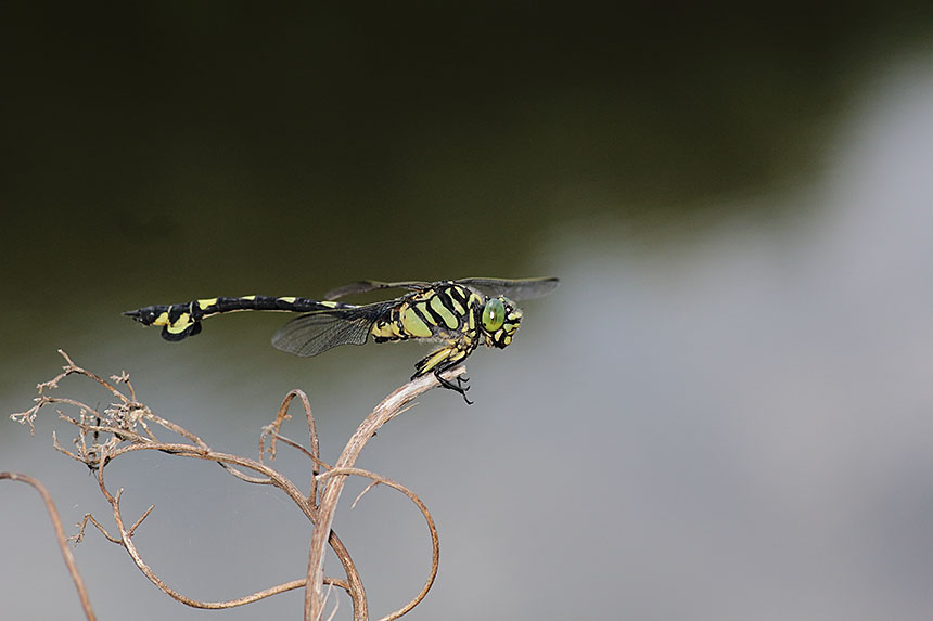 IMG_1624uchiwayanma