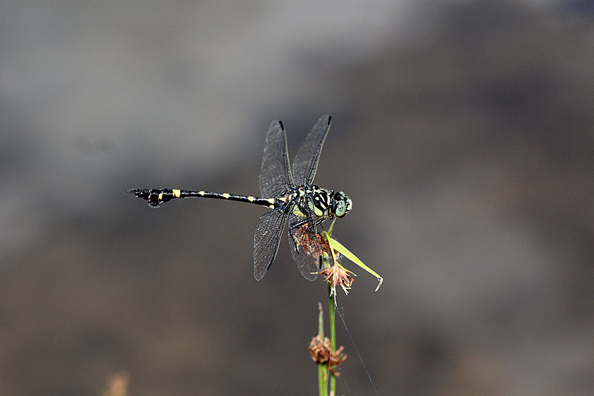 IMG_1642taiwanuchiwayanma
