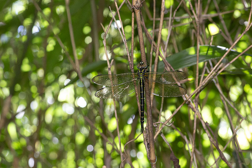 IMG_2638NRneakayosiyanma