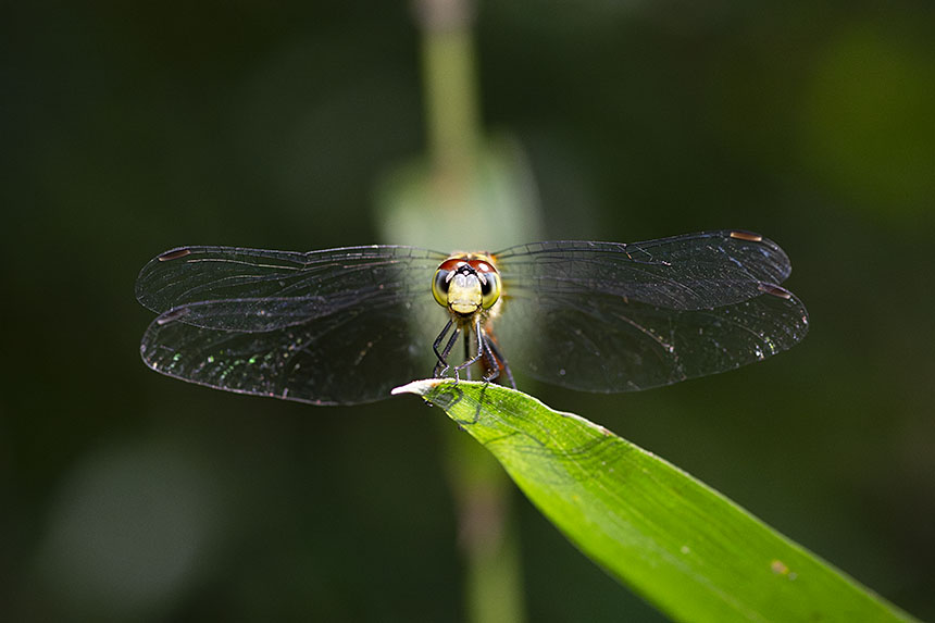 IMG_2670NRhimeakane