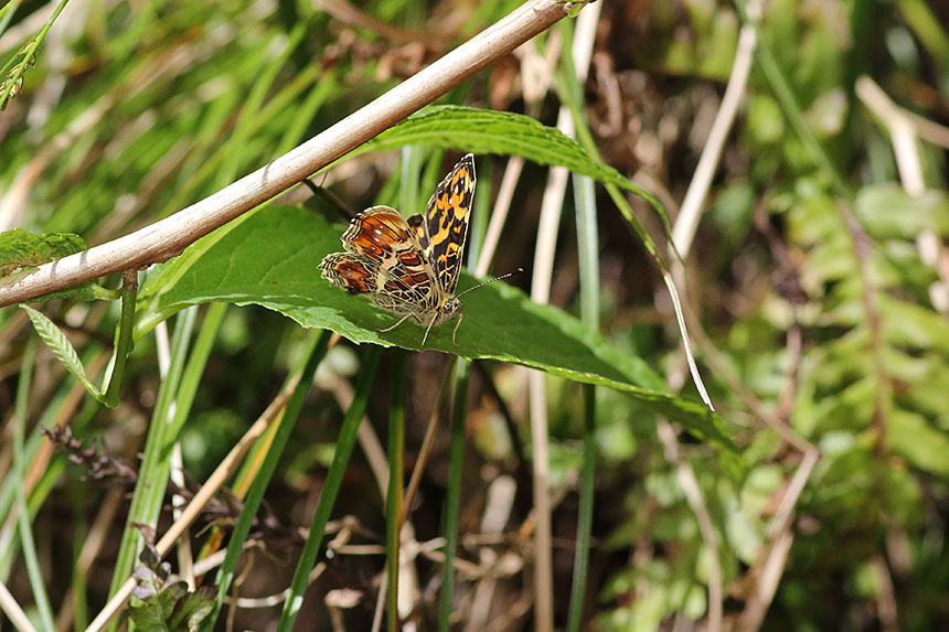 /IMG_9192sakahachicho