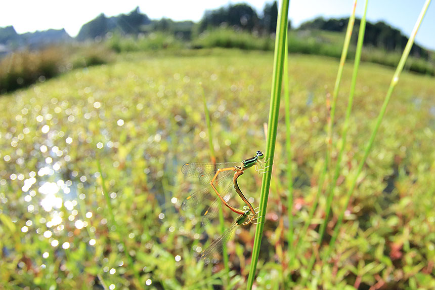 IMG_9679motonitotombo