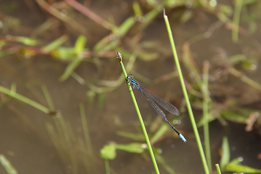 IMG_9853hosomiitotombo