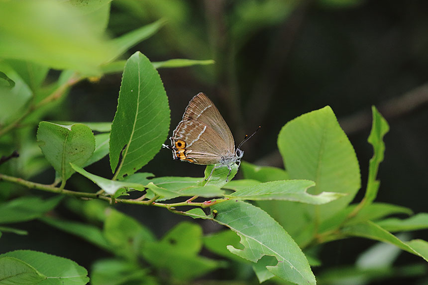 IMG_0263midorisijimi