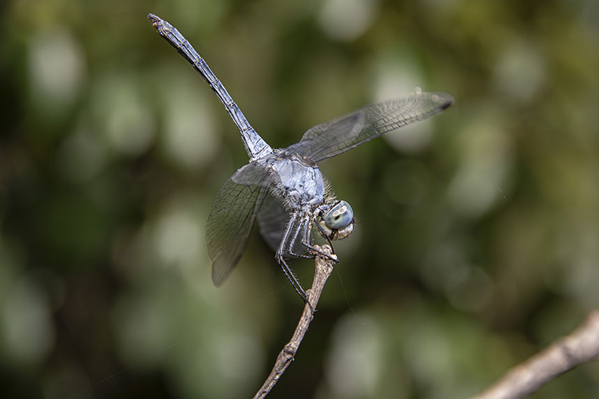 IMG_4856NRnaniwatombo