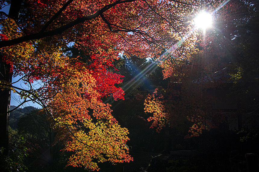 IMG_6122koyo