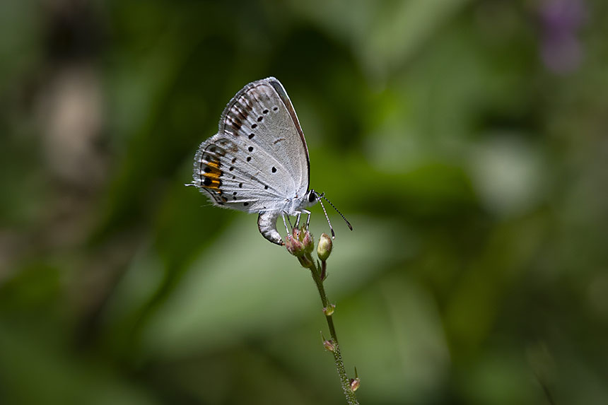 IMG_4169NRtubamesijimi