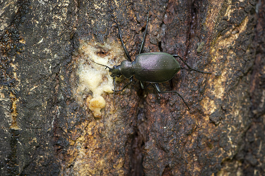 IMG_8842NRkurokatabiroosamusi