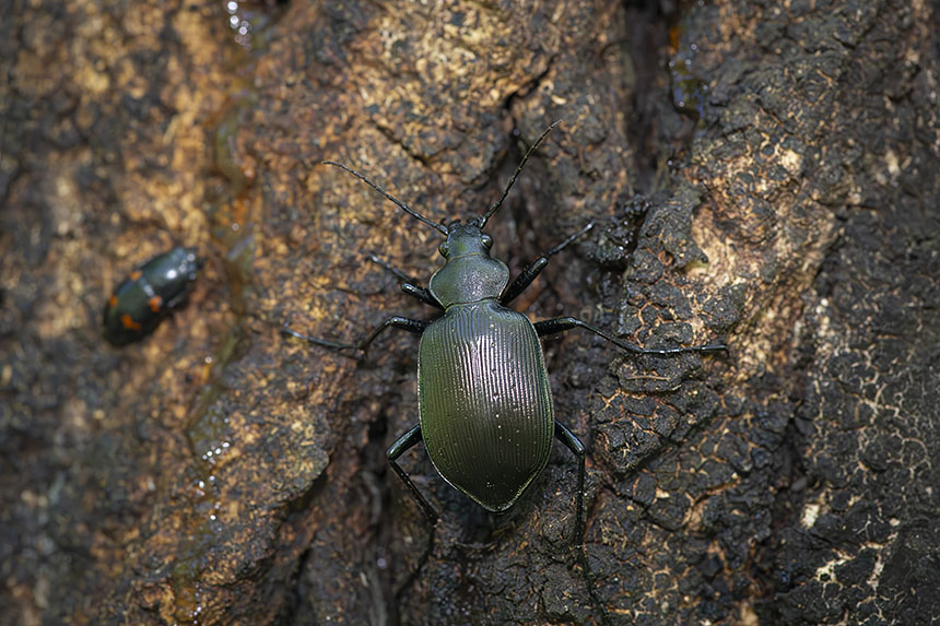 IMG_8851NRkurokatabiroosamusi