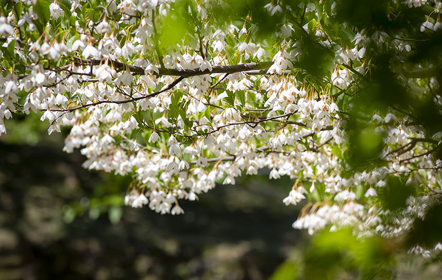 IMG_9464NRegonoki
