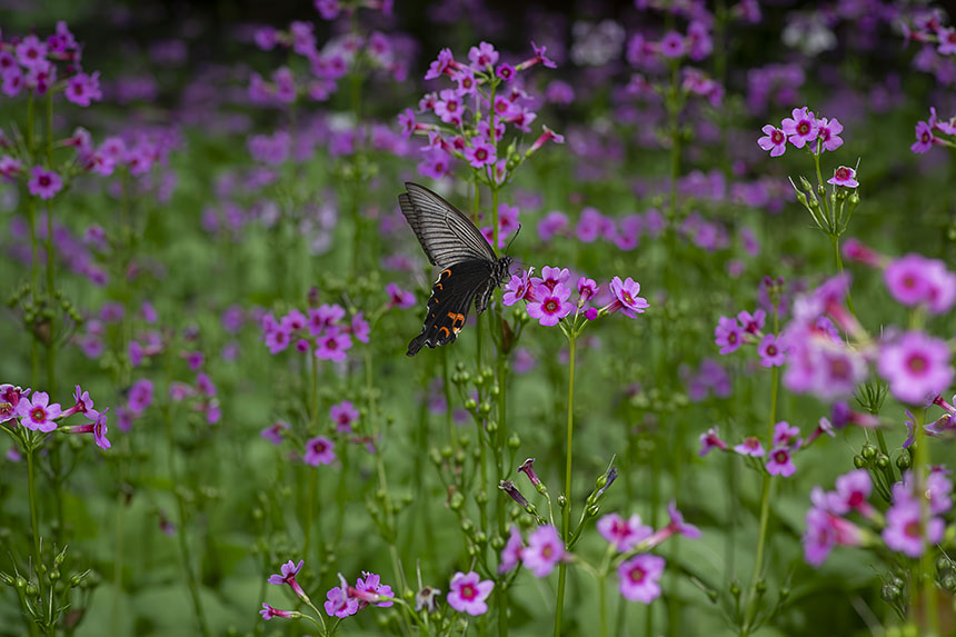 IMG_0502NRkuroageha