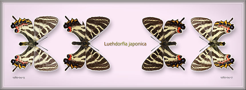 gifucho-w3
