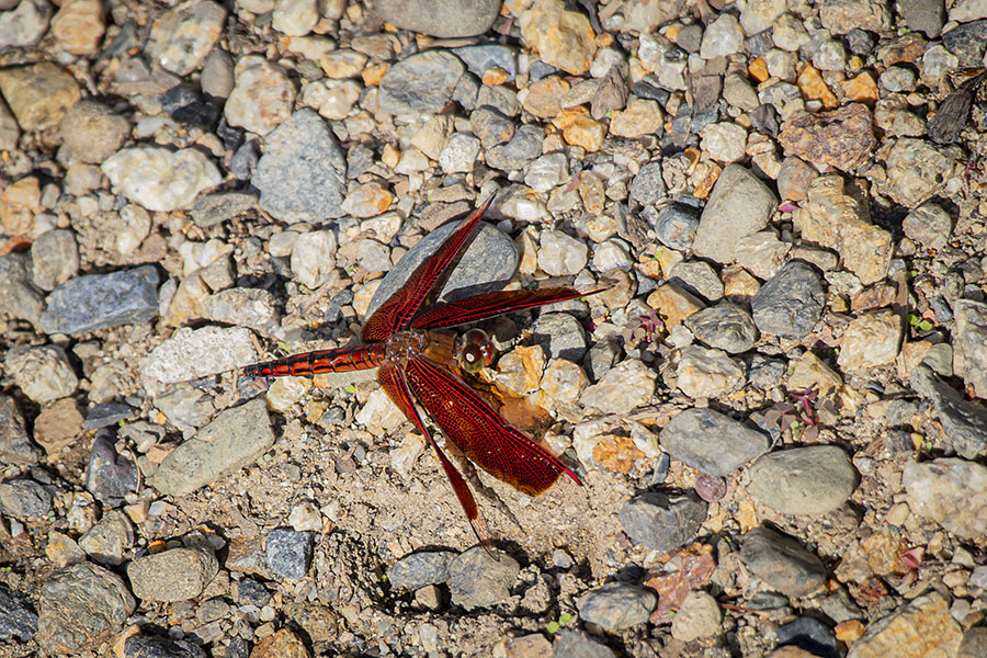 IMG_2851akasujibekkoutombo