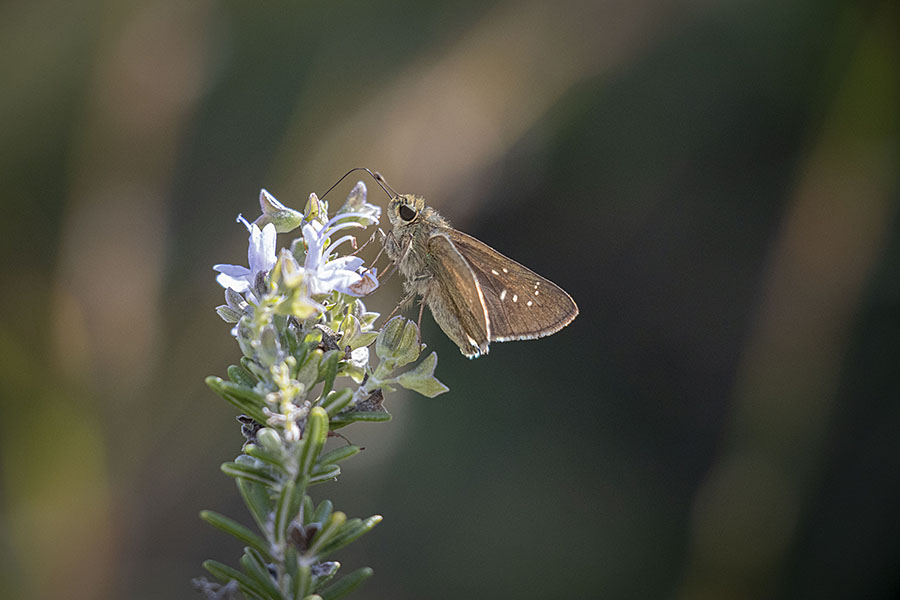 IMG_3039chabaneseseri