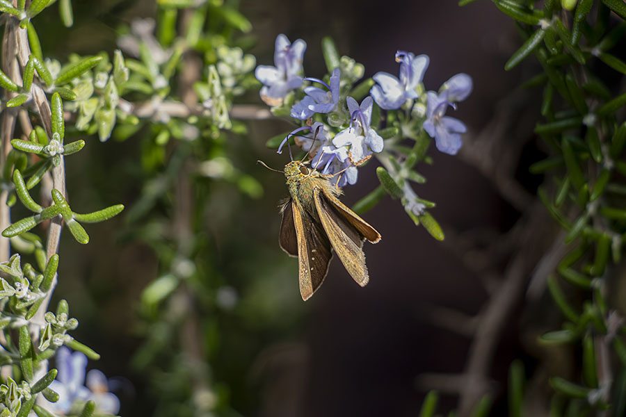 IMG_3049chabaneseseri