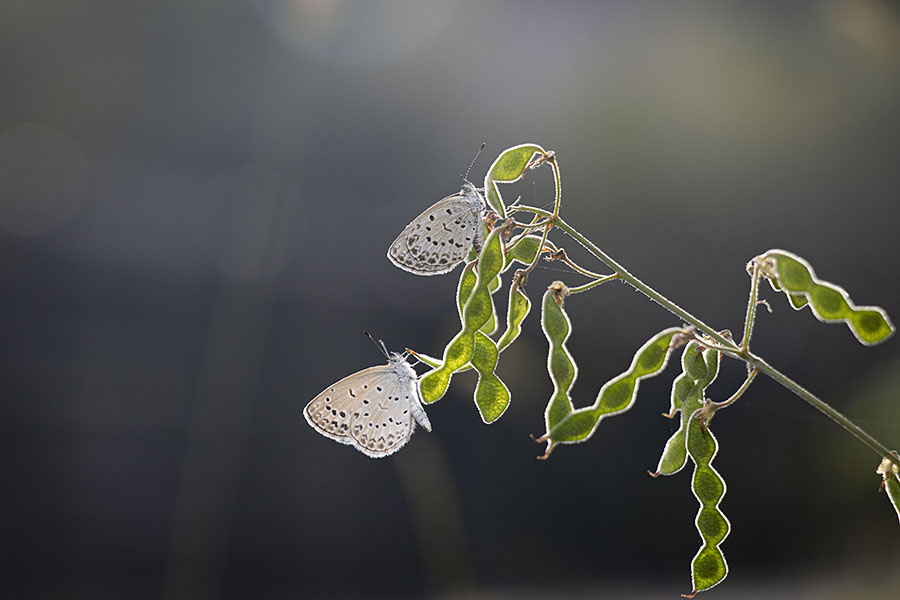 IMG_3189yamatosijimi