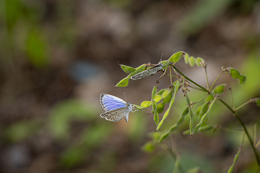 IMG_3190yamatosijimi