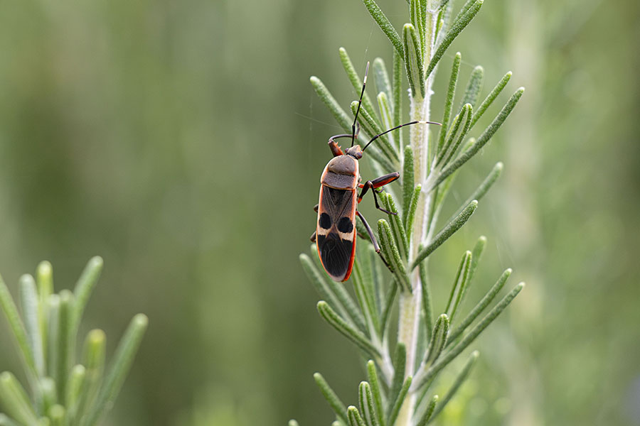 IMG_3256oohosikamemusi