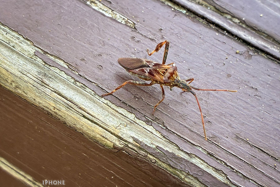 iphonematuherikamemusi