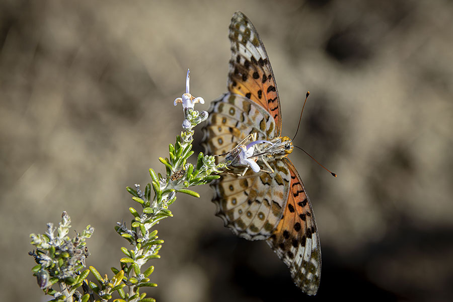 IMG_3383tumagurohyoumon