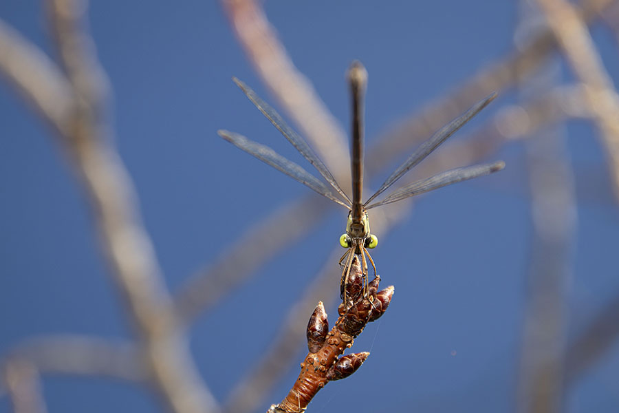 IMG_3440ooaoitotombo