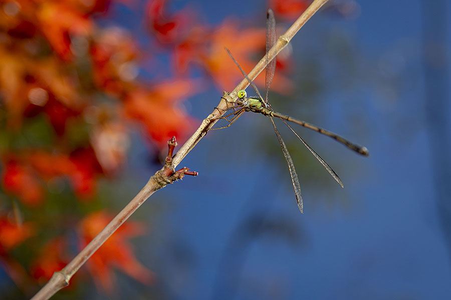 IMG_3508ooaoitotombo