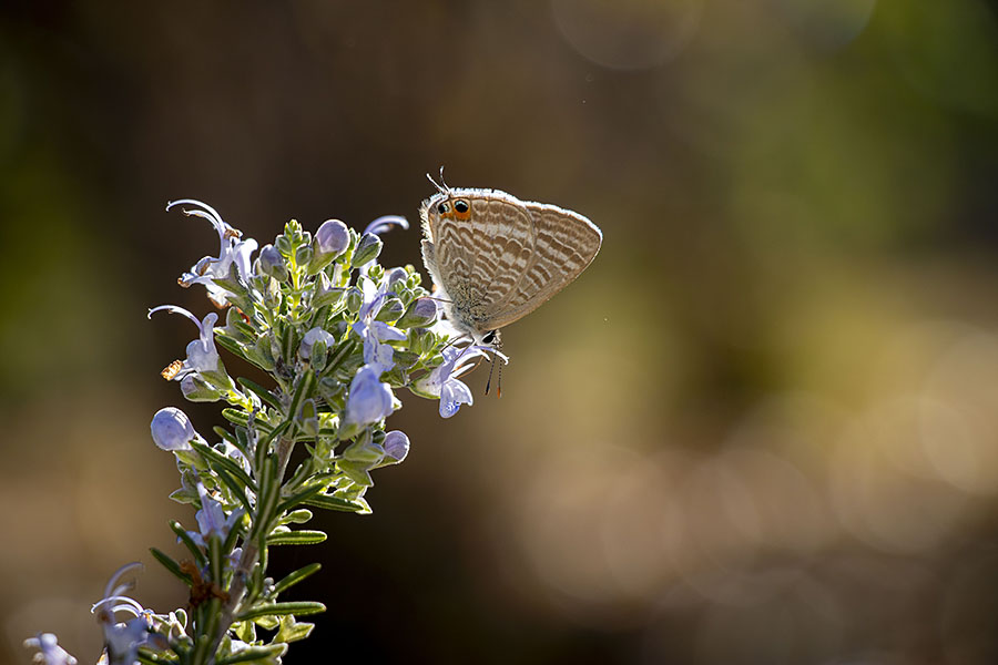 IMG_3561uranamisijimi