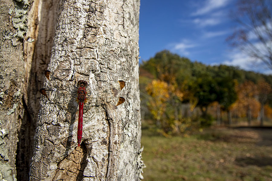 IMG_3772konosimetombo