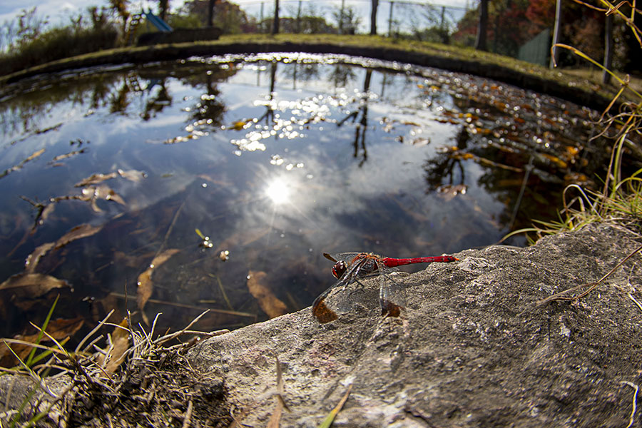 IMG_3822konosimetombo