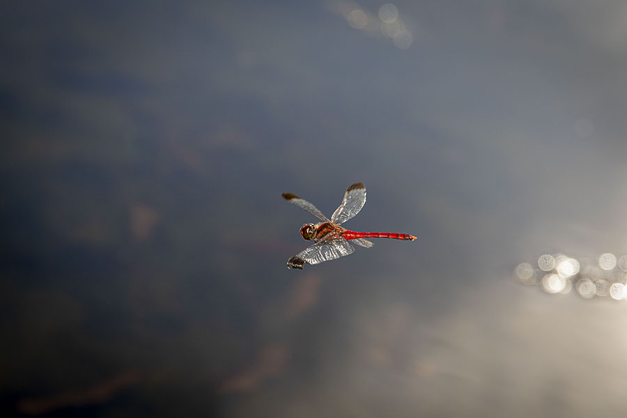 IMG_3832konosimetombo