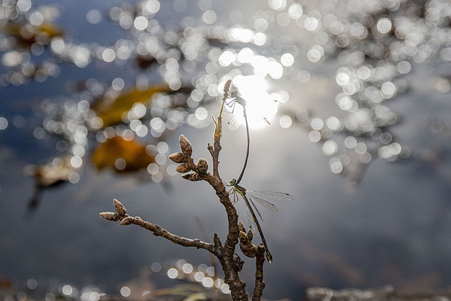 IMG_3858ooaoitotombo