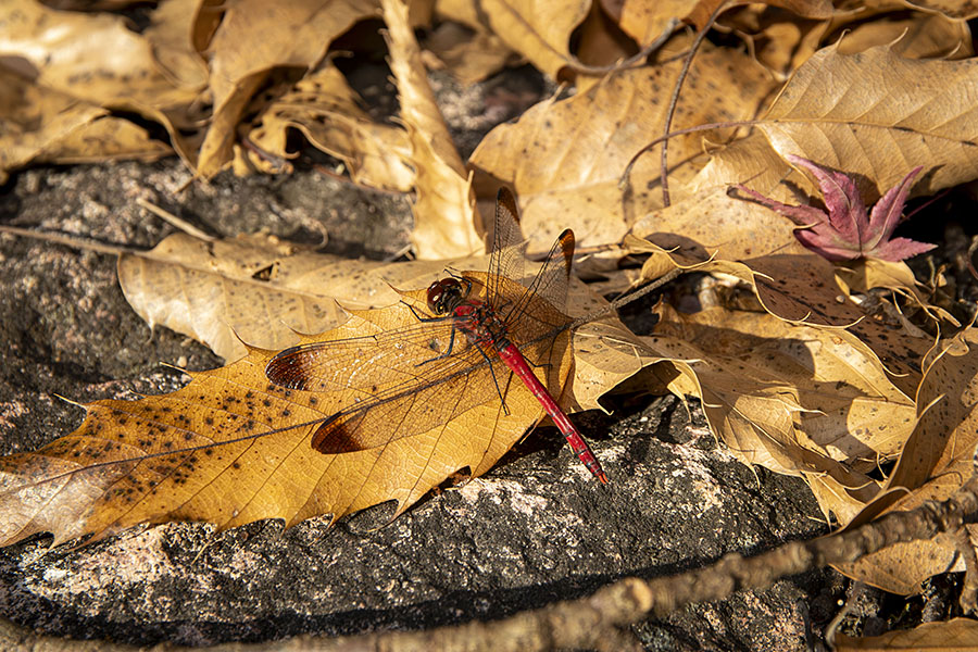 IMG_4072konosimetombo