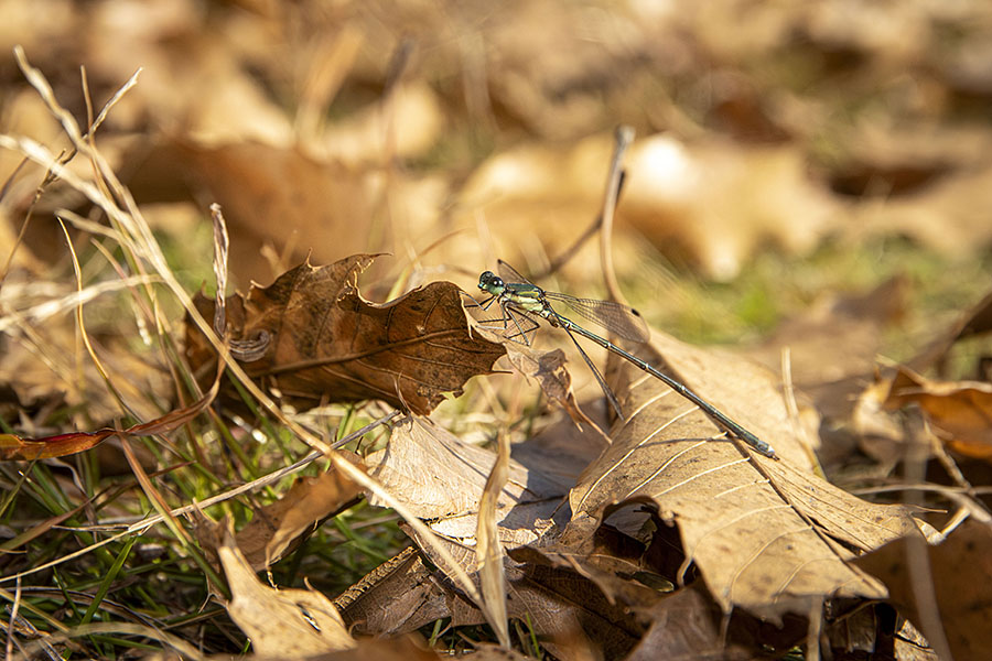 IMG_4129ooaoitotombo