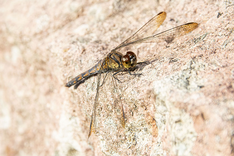 IMG_4147mayutateakane