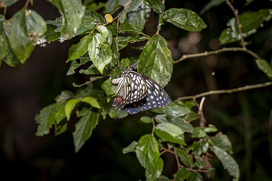 IMG_9458akabosigomadara