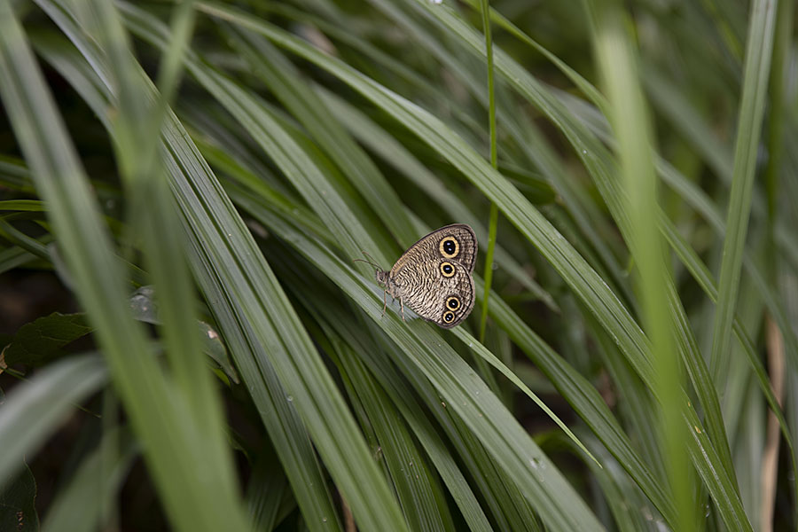 IMG_0909uranamijanome