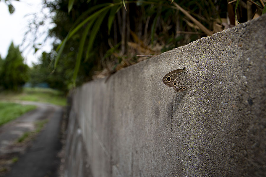 IMG_0923uranamijanome