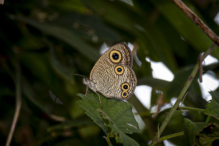 IMG_0973uranamijanome