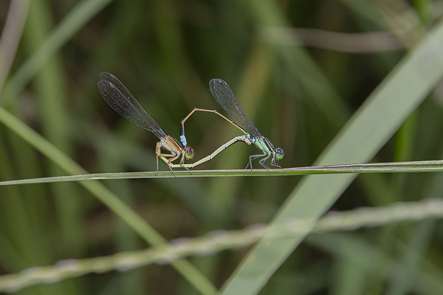 IMG_1356aomonitotombo