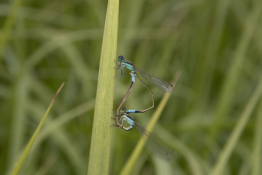 IMG_1393aomonitotombo