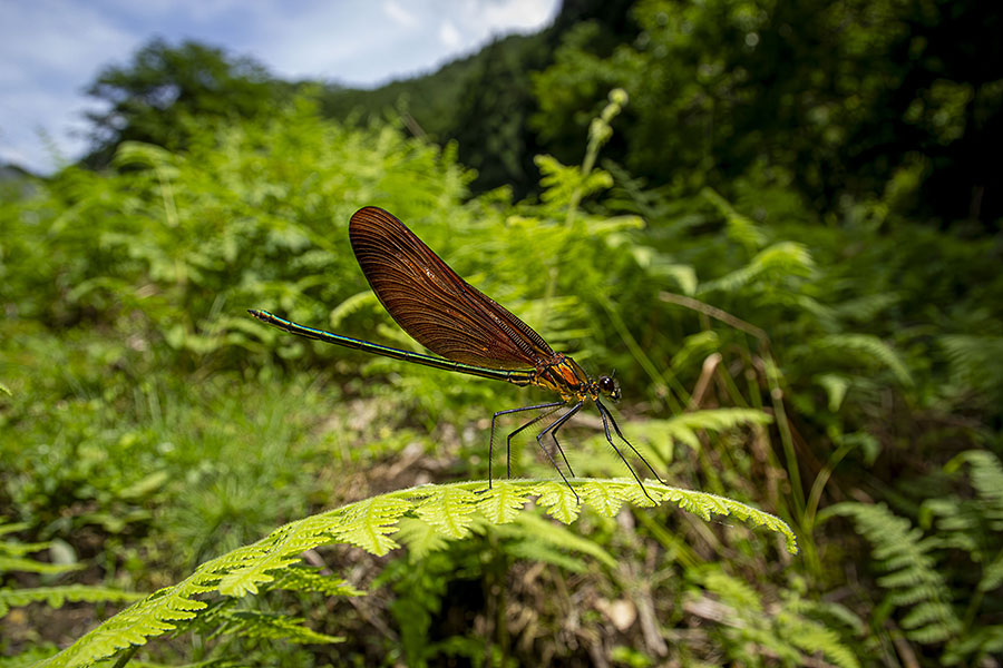 IMG_9582NRmiyamakawatombo