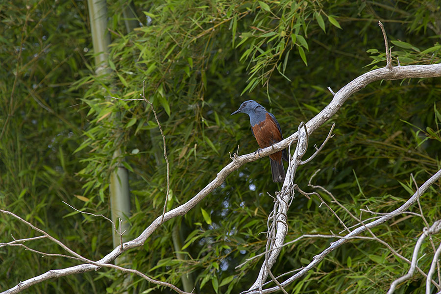 IMG_6513NRisohiyodori