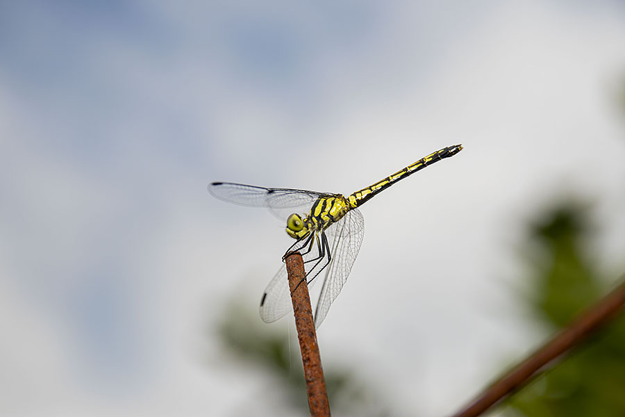 IMG_7098nasniwatombo