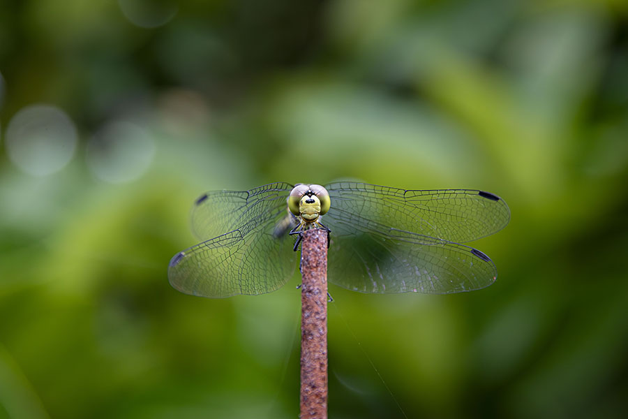 IMG_7100nasniwatombo