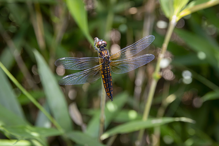 IMG_7776harabirotombo